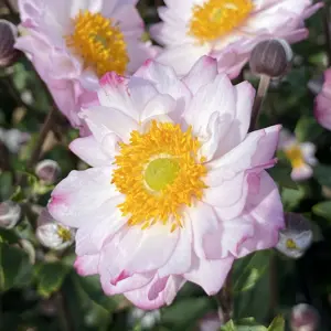 Anemone 'Royal Candy'