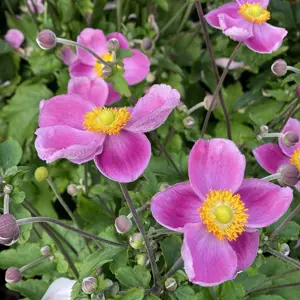 Anemone 'Royal Pink'