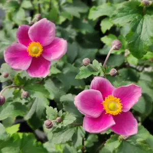 Anemone 'Summer Breeze Picotee'