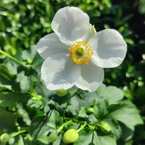 Anemone 'Summer Breeze Snow'