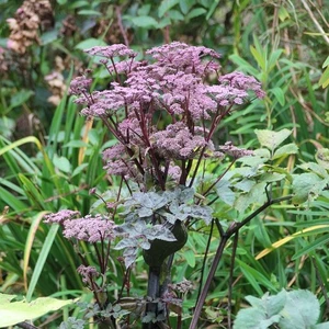 Angelica sylvestris 'Vicar's Mead' 2L