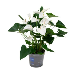 Anthurium 'Anthedesia White'