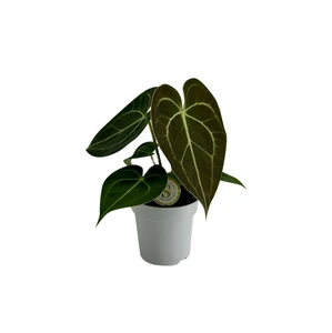 Anthurium clarinervium 7cm - image 2