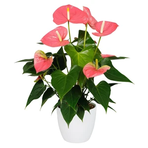 Anthurium 'Colorado' 14cm