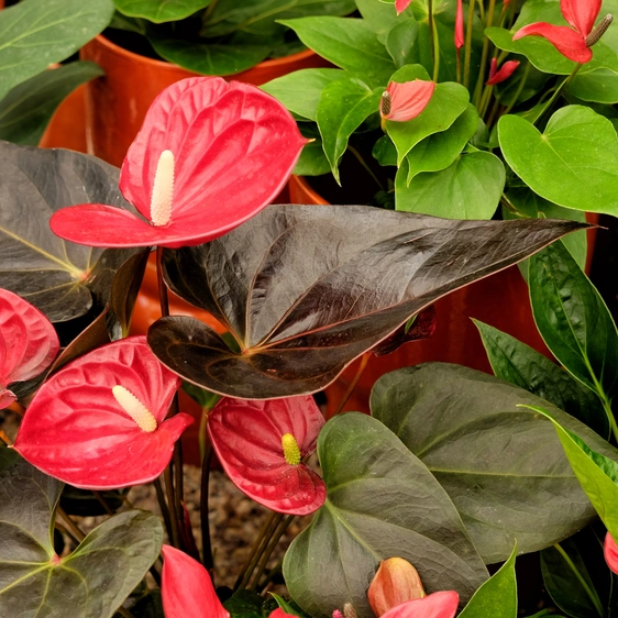 Anthurium delicata