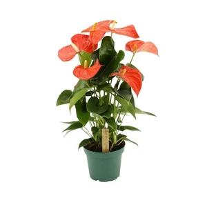 Anthurium 'Florida'