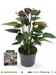 Anthurium 'Karma Black Love' 12cm