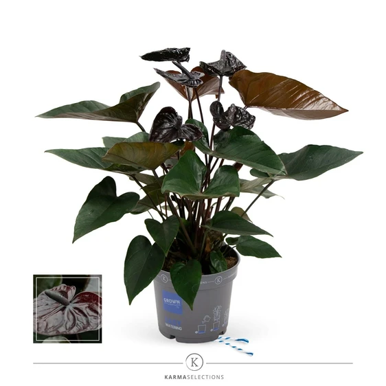 Anthurium 'Karma Black Love' 17cm