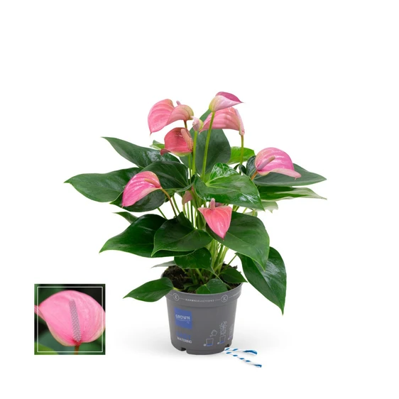 Anthurium 'Karma Joli Pink'