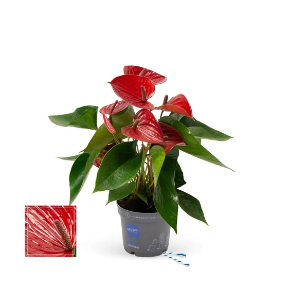 Anthurium 'Karma Picanta Red'