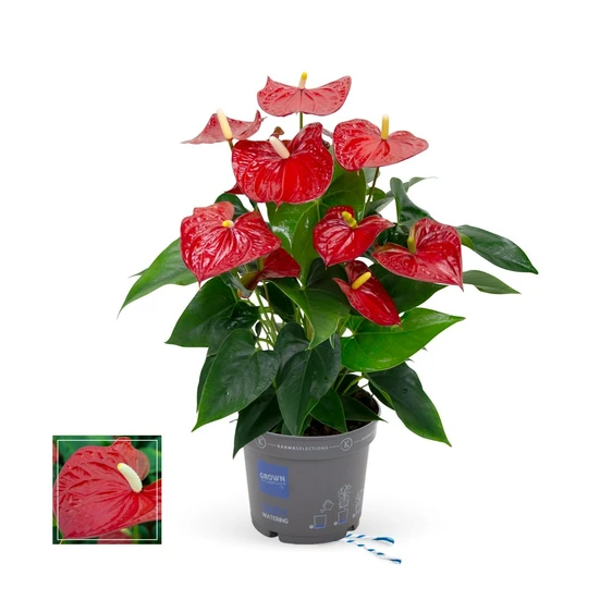 Anthurium 'Karma Red'