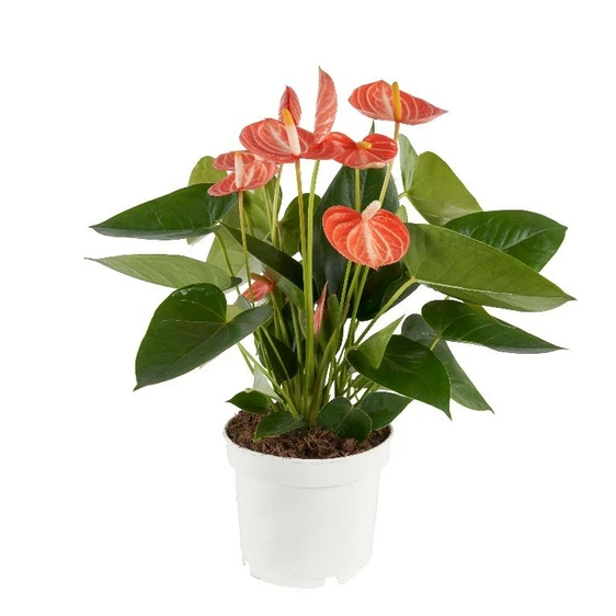 Anthurium 'Livium Orange' 12cm