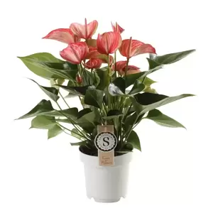 Anthurium 'Livium Pink & White'