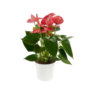 Anthurium 'Livium Ruby'