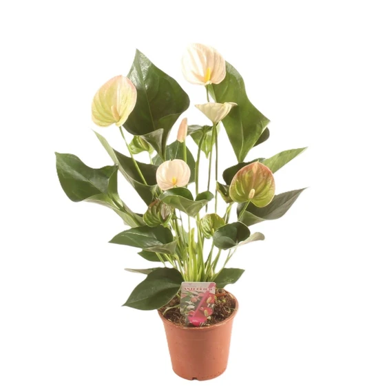 Anthurium 'Perito Pearl'