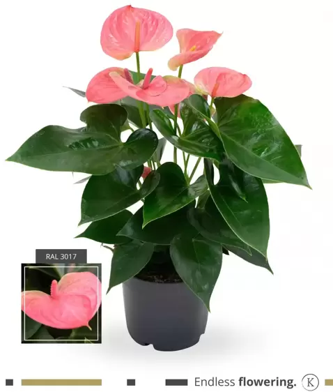 Anthurium 'Sweet Dream'