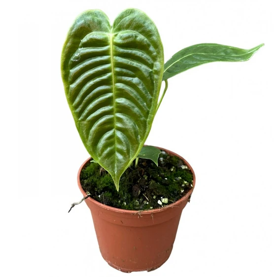 Anthurium veitchii