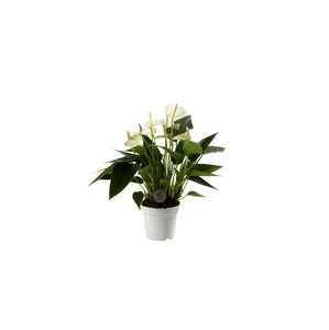 Anthurium 'White Champion' 9cm