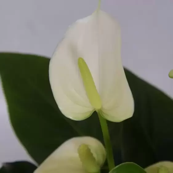 Anthurium 'White Champion' 14cm - image 1