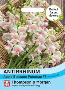 Antirrhinum Apple Blossom Potomac F1 - image 1