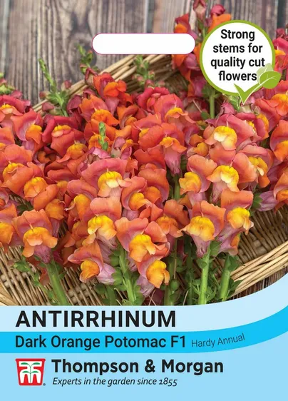 Antirrhinum Dark Orange Potomac F1 - image 1