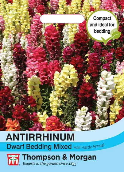 Antirrhinum Dwarf Bedding Mixed - image 1