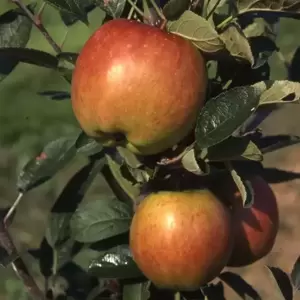 Apple (Malus) 'Braeburn' M26