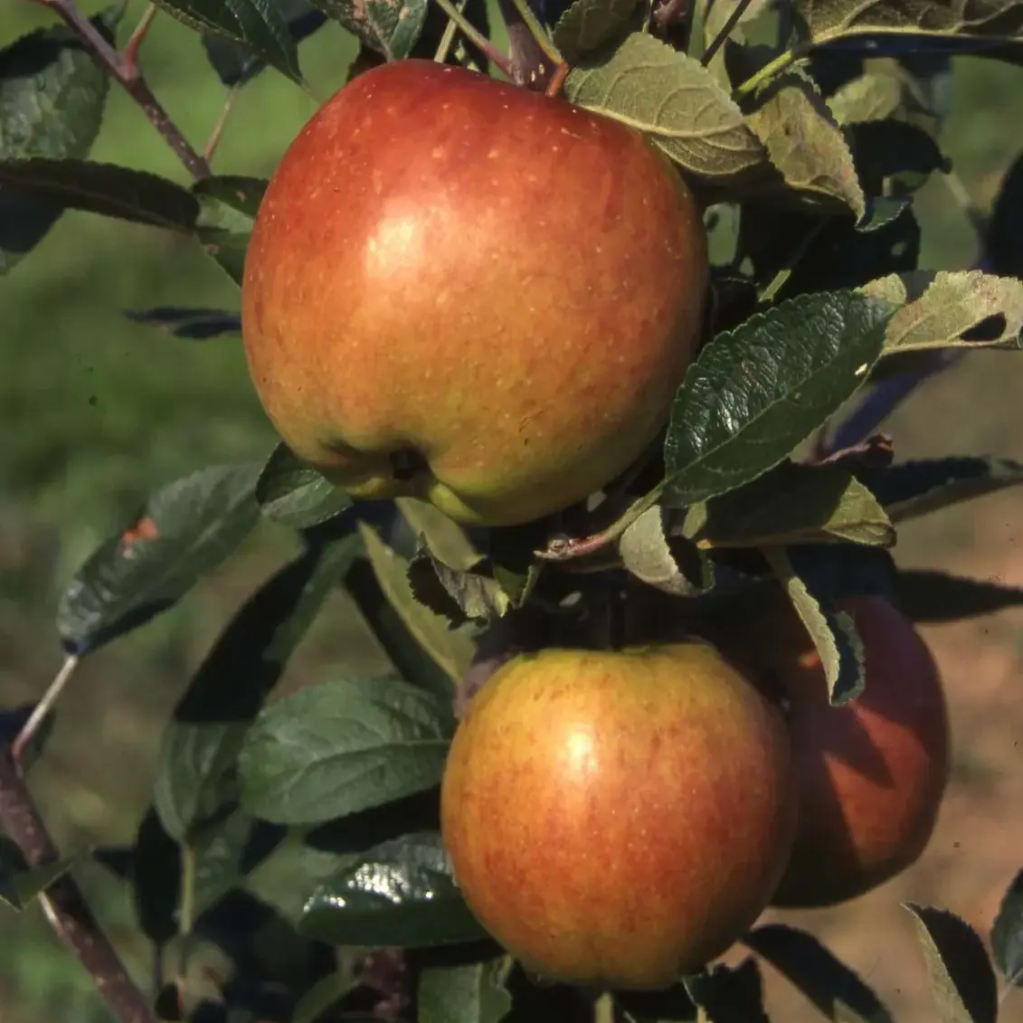 Apple Malus Braeburn M27 Patio Cowells Garden Centre Woolsington