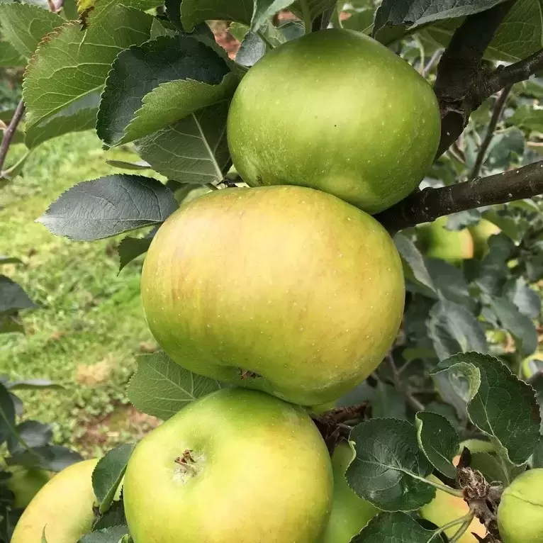 Apple Malus Bramley 20 M27 Step Over Cowells Garden Centre