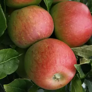 Apple (Malus) 'Charles Ross' M27 - Patio