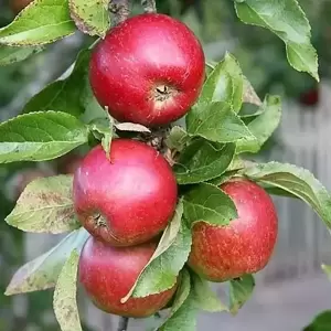 Apple (Malus) 'Ellison's Orange' MM106