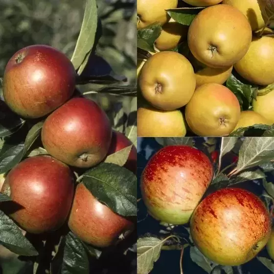 Apple (Malus) Family 'Cox SF / Fiesta / Herefordshire Russet' MM106 ...