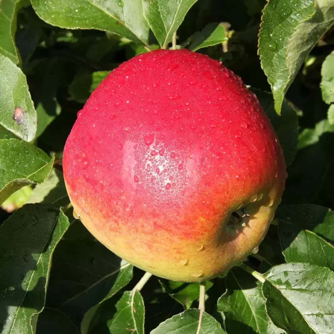 Apple Malus Jumbo M27 Cowells Garden Centre Woolsington