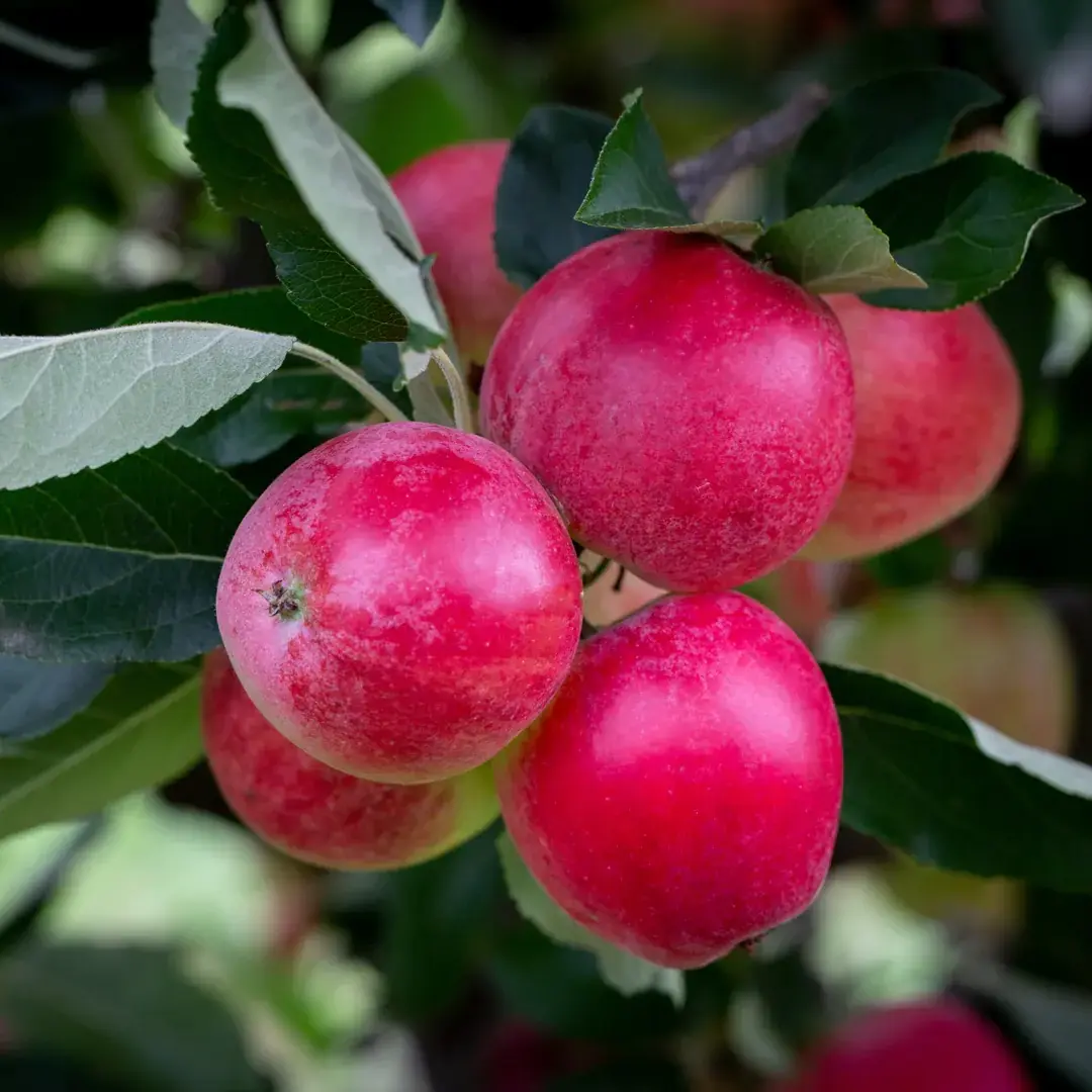 Apple Malus Katy M27 Patio Cowells Garden Centre Woolsington