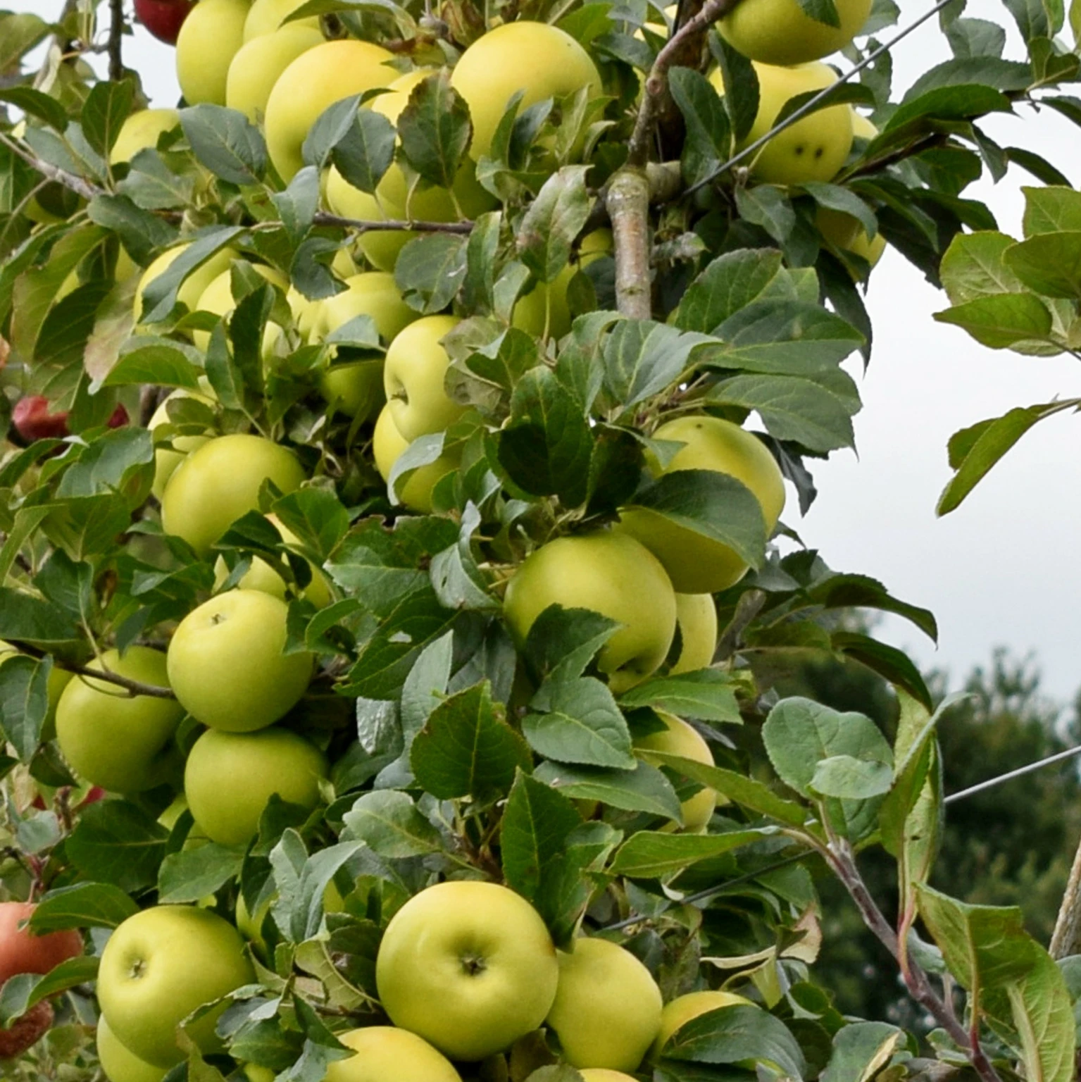 Apple Malus Limelight M27 Patio Cowells Garden Centre