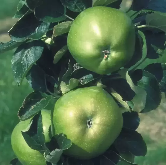 Apple (Malus) 'Lord Derby' M26