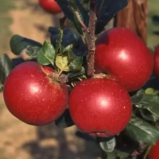 Apple Malus Red Devil M27 Step Over Cowells Garden Centre