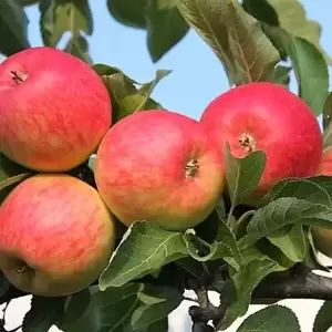 Apple (Malus) 'Red Falstaff' M26