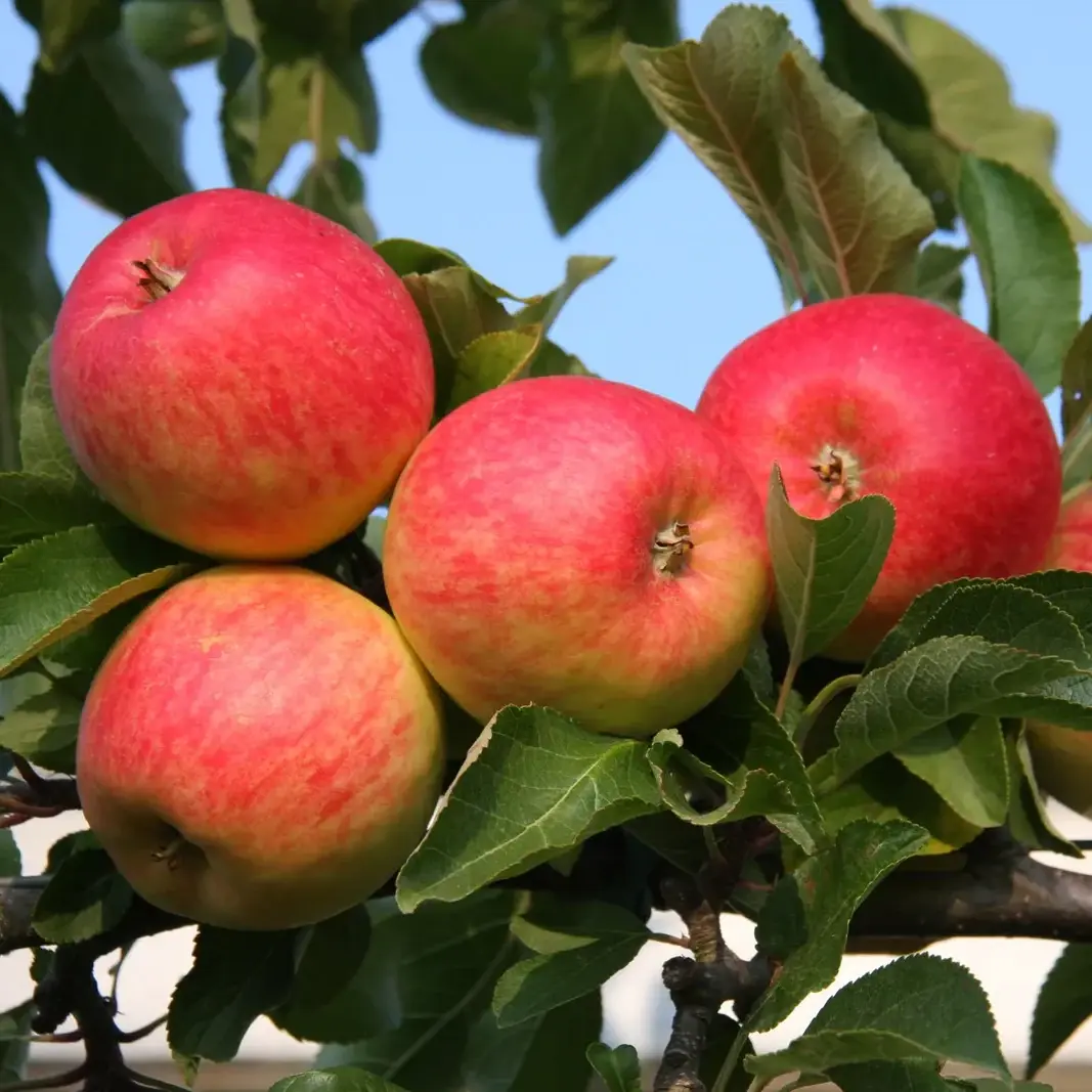 Apple Malus Red Falstaff M27 Patio Cowells Garden Centre