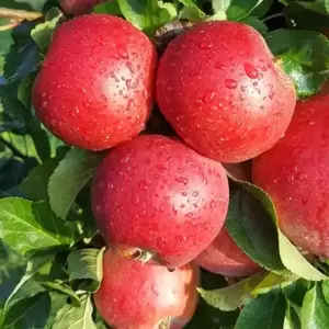 Apple (Malus) 'Red Windsor' MM106 (Espalier) - image 1