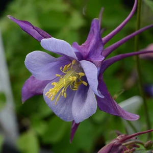 Picture Credit - Ball Horticultural Company