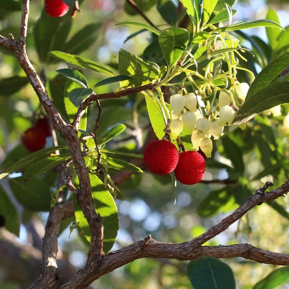 Arbutus unedo 'Compacta' - image 1