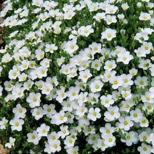 Arenaria montana 'Avalanche'