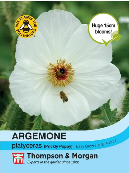 Argemone platyceras - image 1