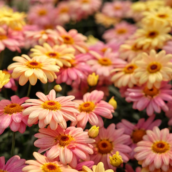 Argyranthemum frutescens 'Aramis Peach Eye'