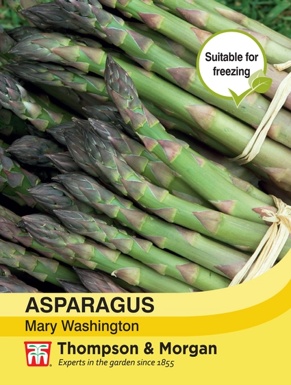 Asparagus Mary Washington - image 1