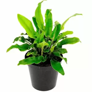 Asplenium scolopendrium 1.5L - image 2