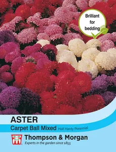 Aster Carpet Ball Mixed - image 1