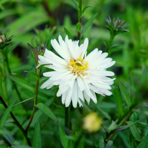 Aster dumosus 'Kristina'