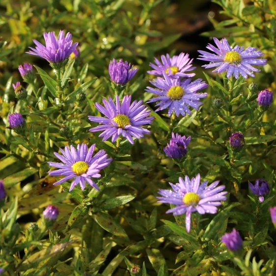 Aster 'Professor Anton Kippenberg'